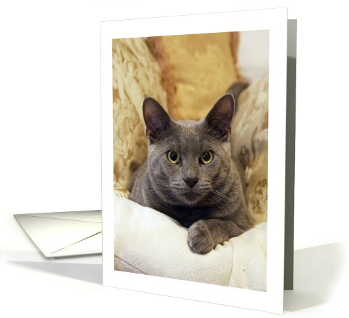 CAttitude Gray Cat Blank Note card (732194)