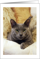 CAttitude Gray Cat Blank Note Card