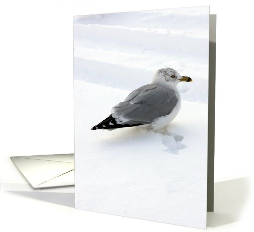 Gull In The Snow card (758413)