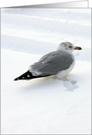 Gull In The Snow card