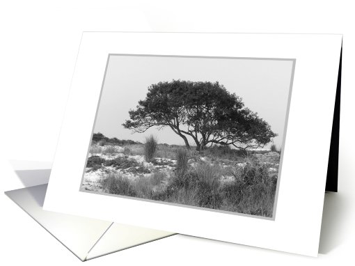 Assateague Island Tree card (758415)