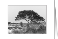 Assateague Island Tree card