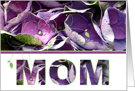 Mom Hydrangeas Mother’s Day card