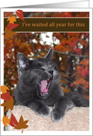 Too much turkey gray cat Happy Thanksgiving card