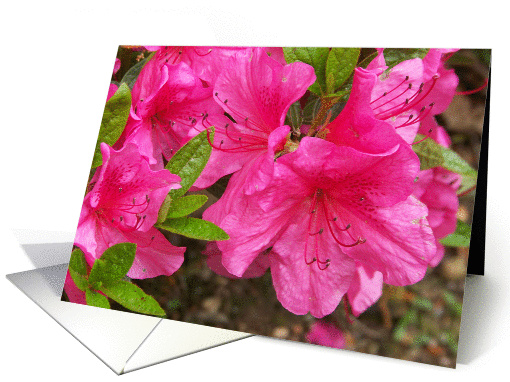 Azaleas ~ photo by Elizabeth Hannah card (211457)