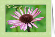 Thinking of You-Flower card