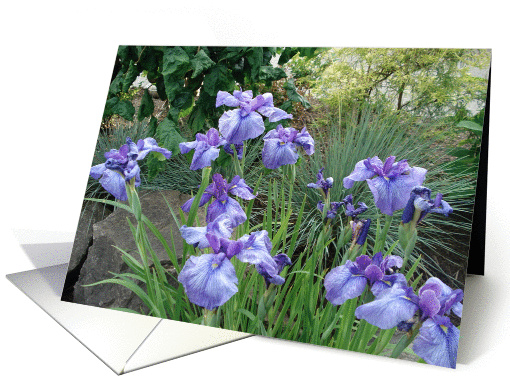 Summer Iris card (220770)