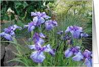 Summer Iris card