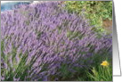 Summer Lavender card
