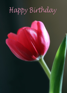 Single Red Tulip -...