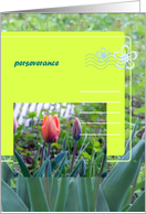 Perseverance card