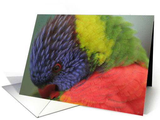 Lorikeet  blank card (215467)