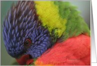 Lorikeet blank card