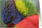 Lorikeet blank card