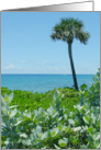 Palm & Ocean View card