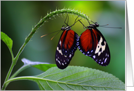 2 Butterflies card