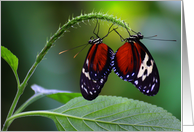 2 Butterflies