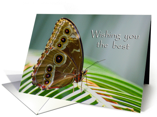 Butterfly Wish card (222645)