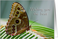 Butterfly Wish