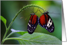 Butterfly--Love card