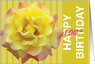 100 Happy Birthday Yellow Blush Rose card