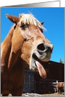 Silly Horse Encouragement Card for Cancer Patient card