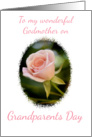 To my Godmother on Grandparents Day Pink Rose card