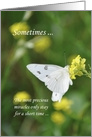 Butterfly Loss of Baby Sympathy card