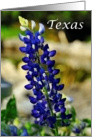 Beautiful Texas Bluebonnet State Specific Blank Inside Notecard card