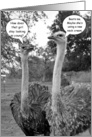 Ostrich Humor For Her Birthday Card