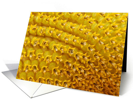 Sunflower Pattern Detail (blank inside) card (1146618)