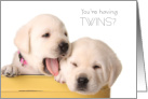 Pregnant with Twins Congratulations Cute Puppies card