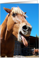 Silly Horse Encouragement Card for Cancer Patient card