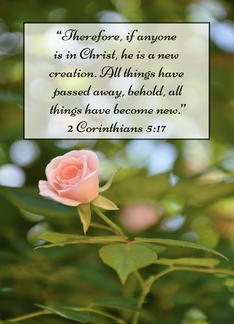 Pink Rose Scripture...