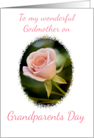 To my Godmother on Grandparents Day Pink Rose card