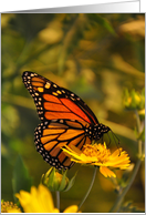 Monarch Butterfly (Blank Inside) card