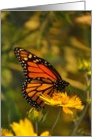 Monarch Butterfly (Blank Inside) card