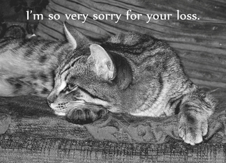 Tabby Cat Loss of...