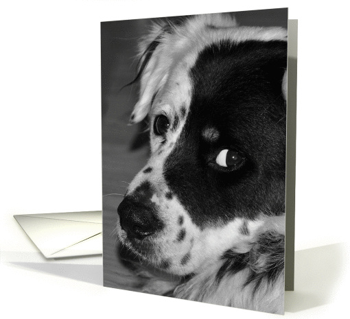Puppy card (864085)