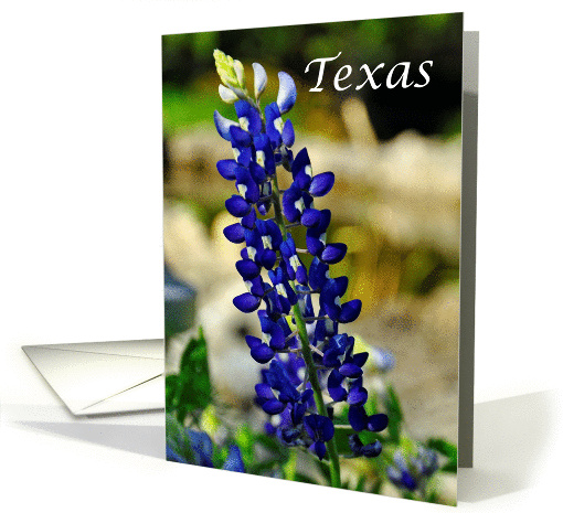 Beautiful Texas Bluebonnet State Specific Blank Inside Notecard card