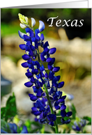 Beautiful Texas Bluebonnet State Specific Blank Inside Notecard card