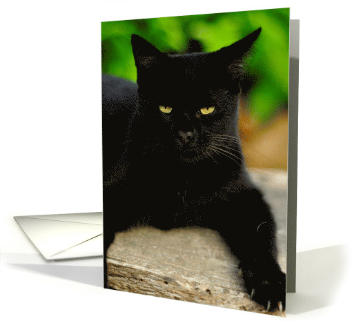 The Annoyed Black Cat (Blank Inside) card (946685)