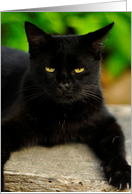 The Annoyed Black Cat (Blank Inside) card