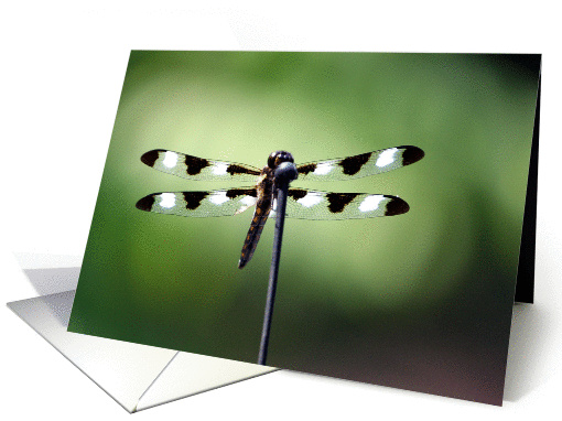 GroomsmenDragonfly card (271396)