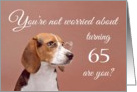 Happy 65th birthday, worried beagle card