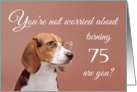 Happy 75th birthday, worried beagle card