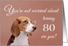 Happy 80th birthday, worried beagle card