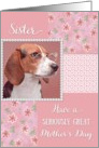 Serious Beagle - Mother’s Day for Sister card