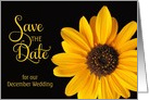 Save the Date, December Wedding Sunflower card