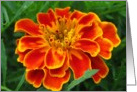 Orange & Yellow flower blank all occasion card